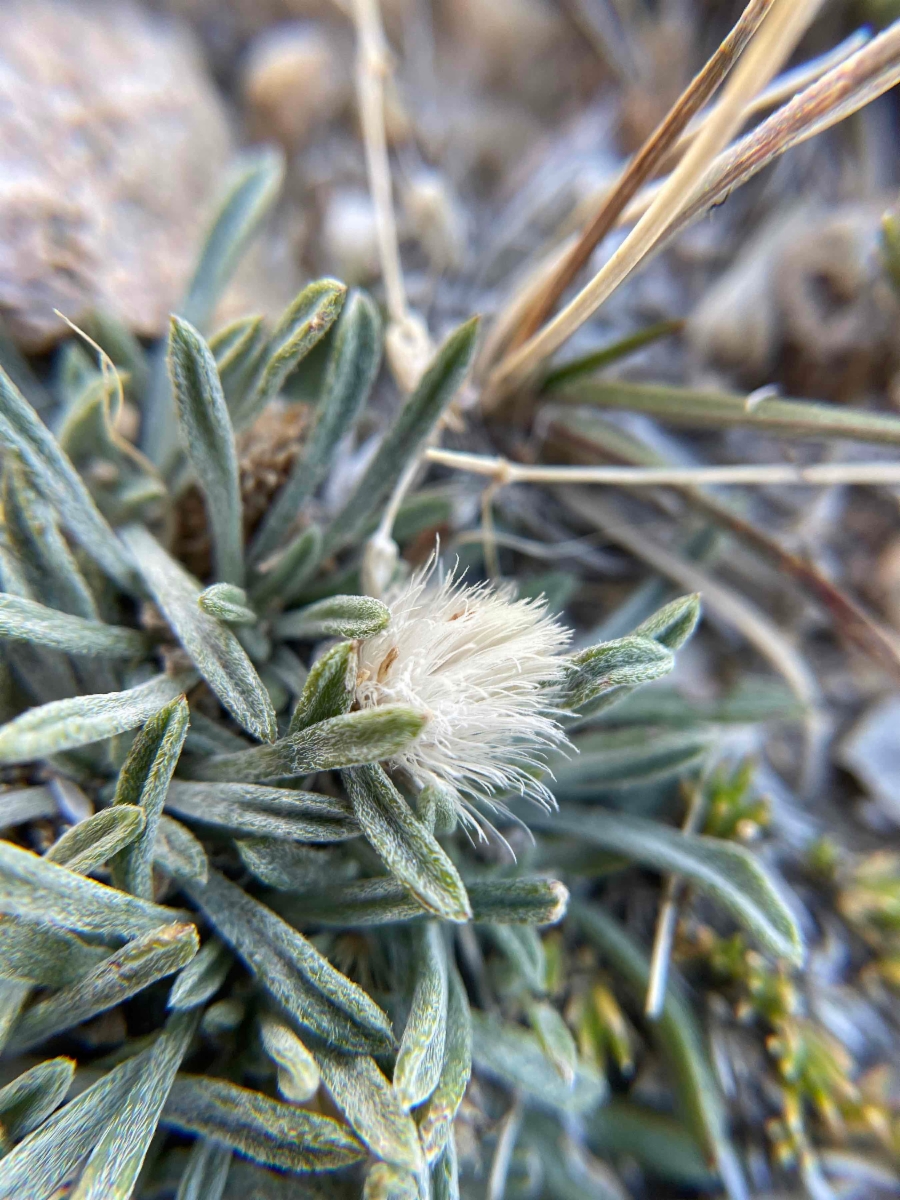 Townsendia leptotes