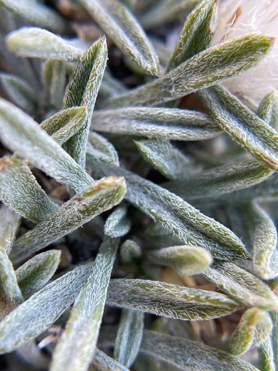 Townsendia leptotes