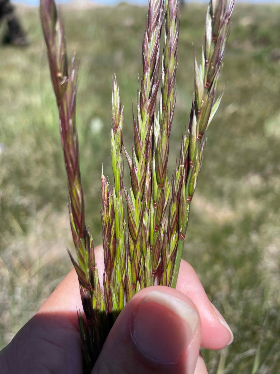 Elymus trachycaulus ssp. trachycaulus