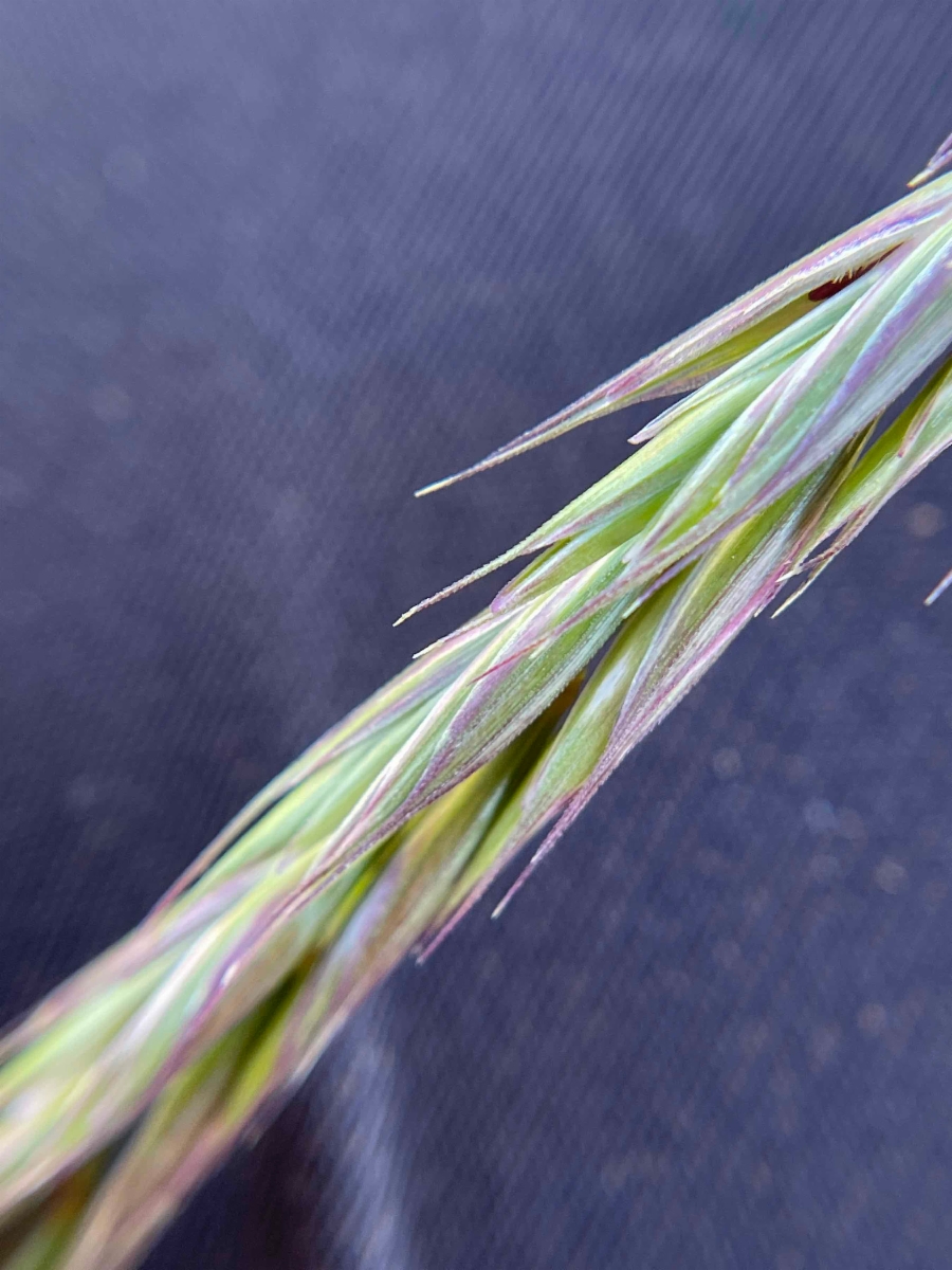 Elymus trachycaulus ssp. trachycaulus