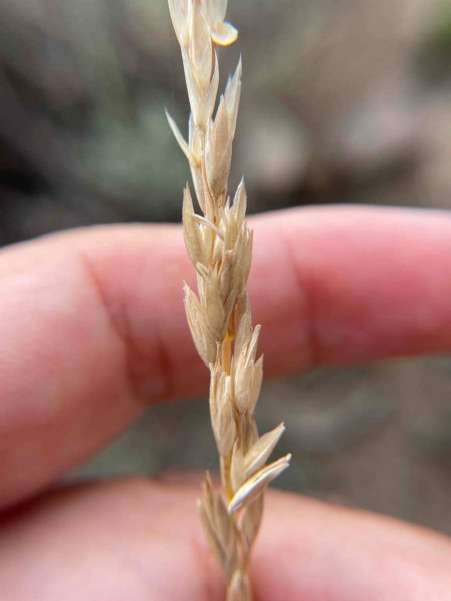 Festuca kingii