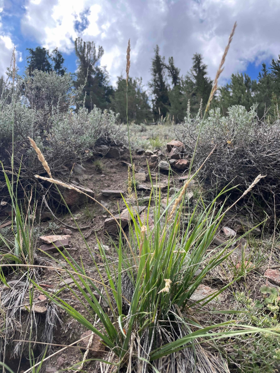 Festuca kingii