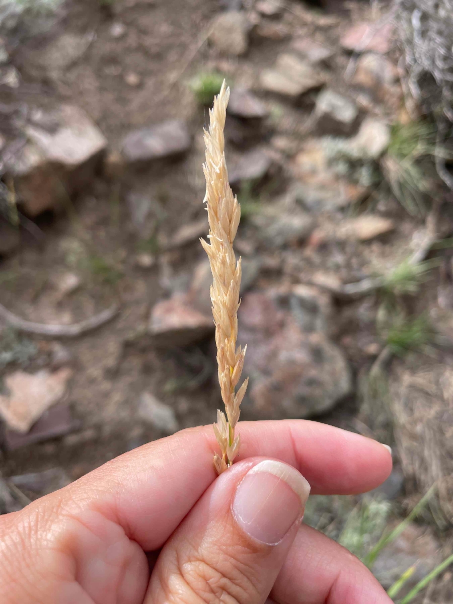 Festuca kingii