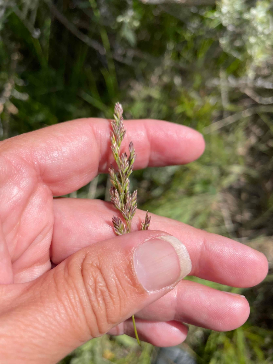 Poa pratensis ssp. pratensis