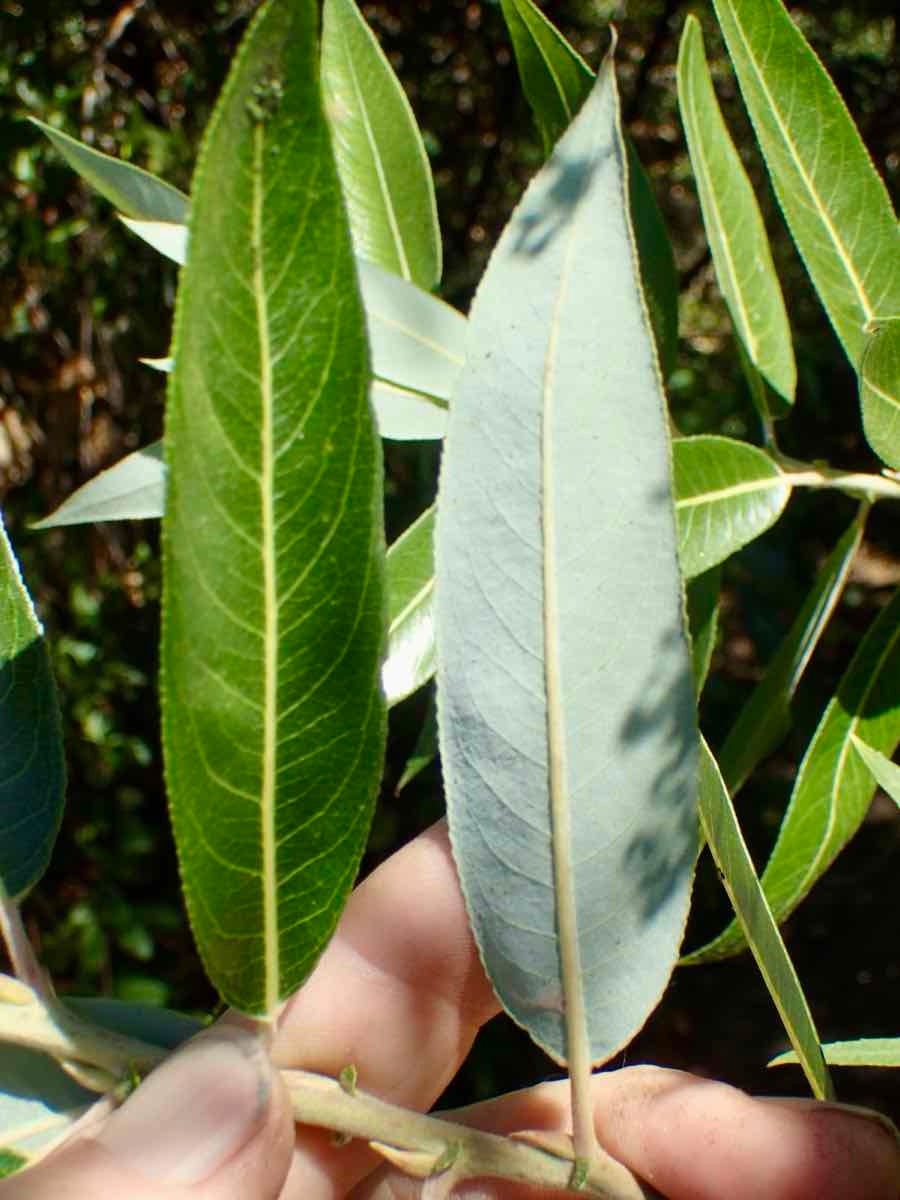 Salix laevigata