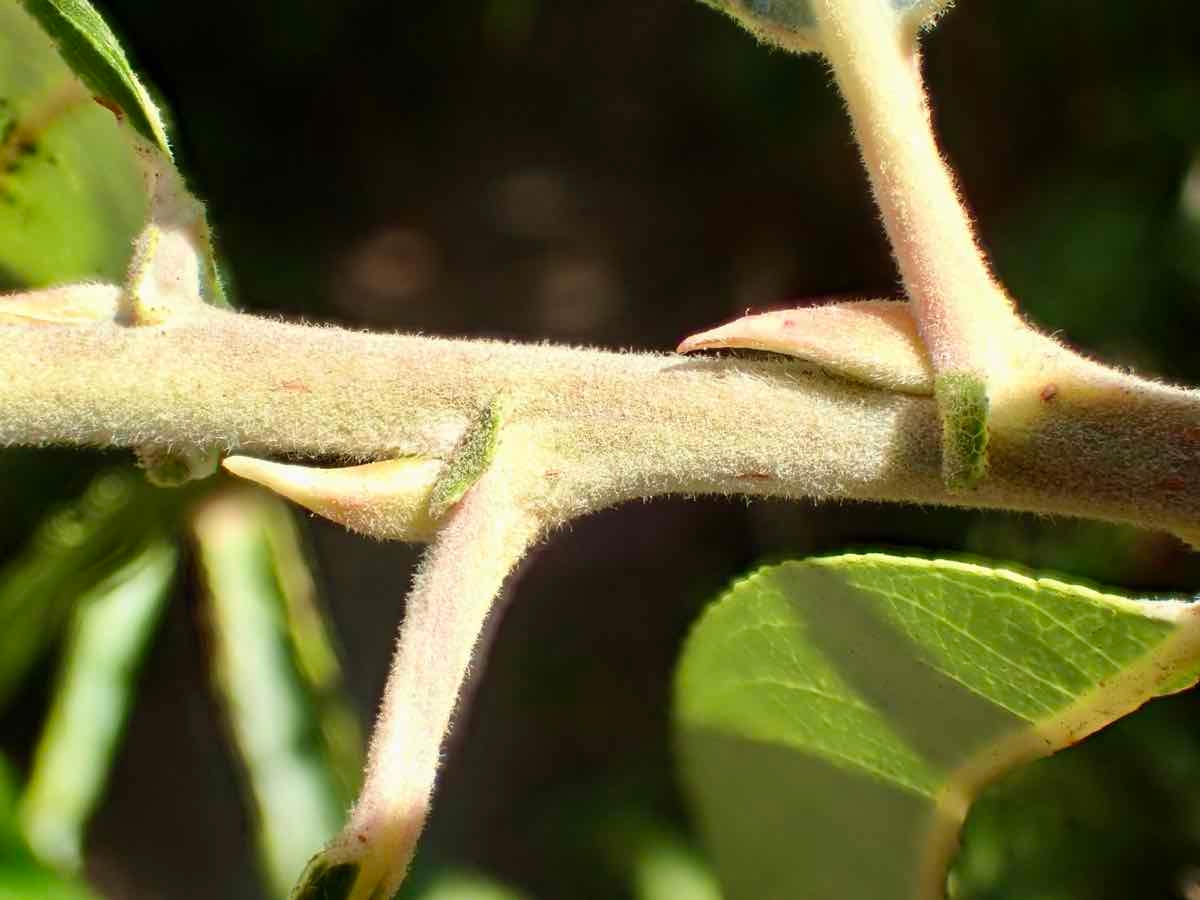 Salix laevigata