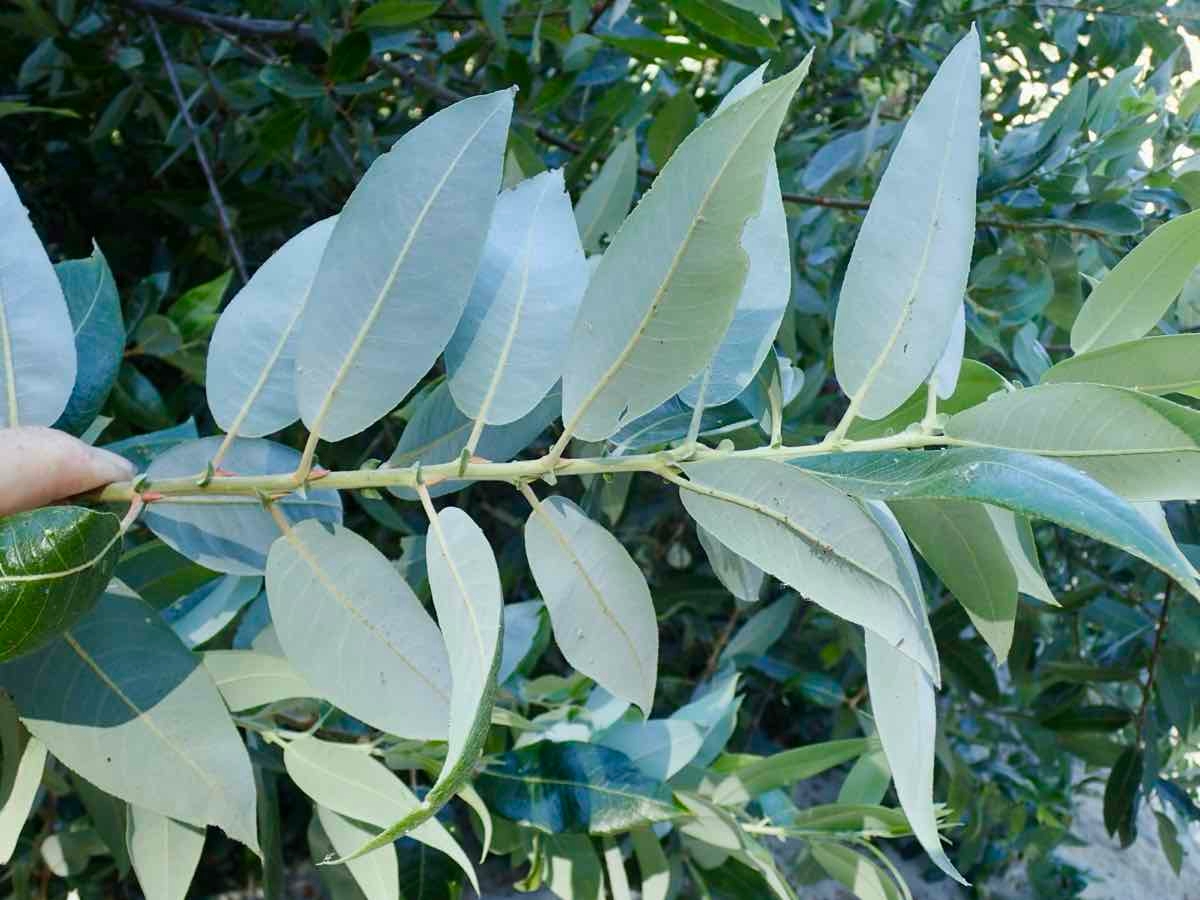 Salix laevigata