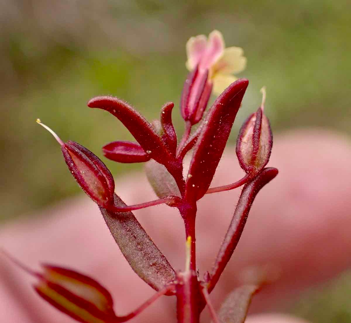 Erythranthe suksdorfii