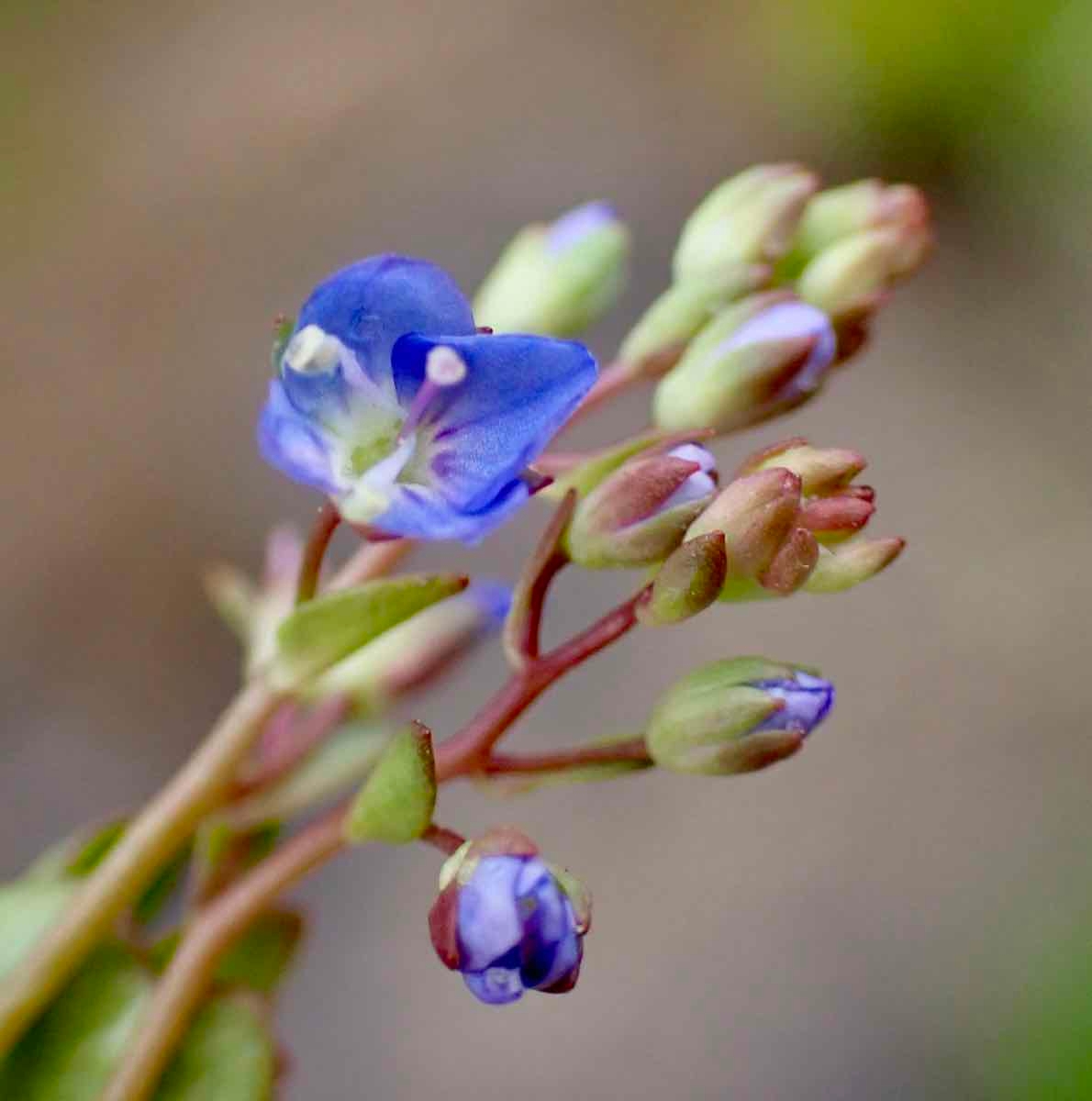 Veronica americana