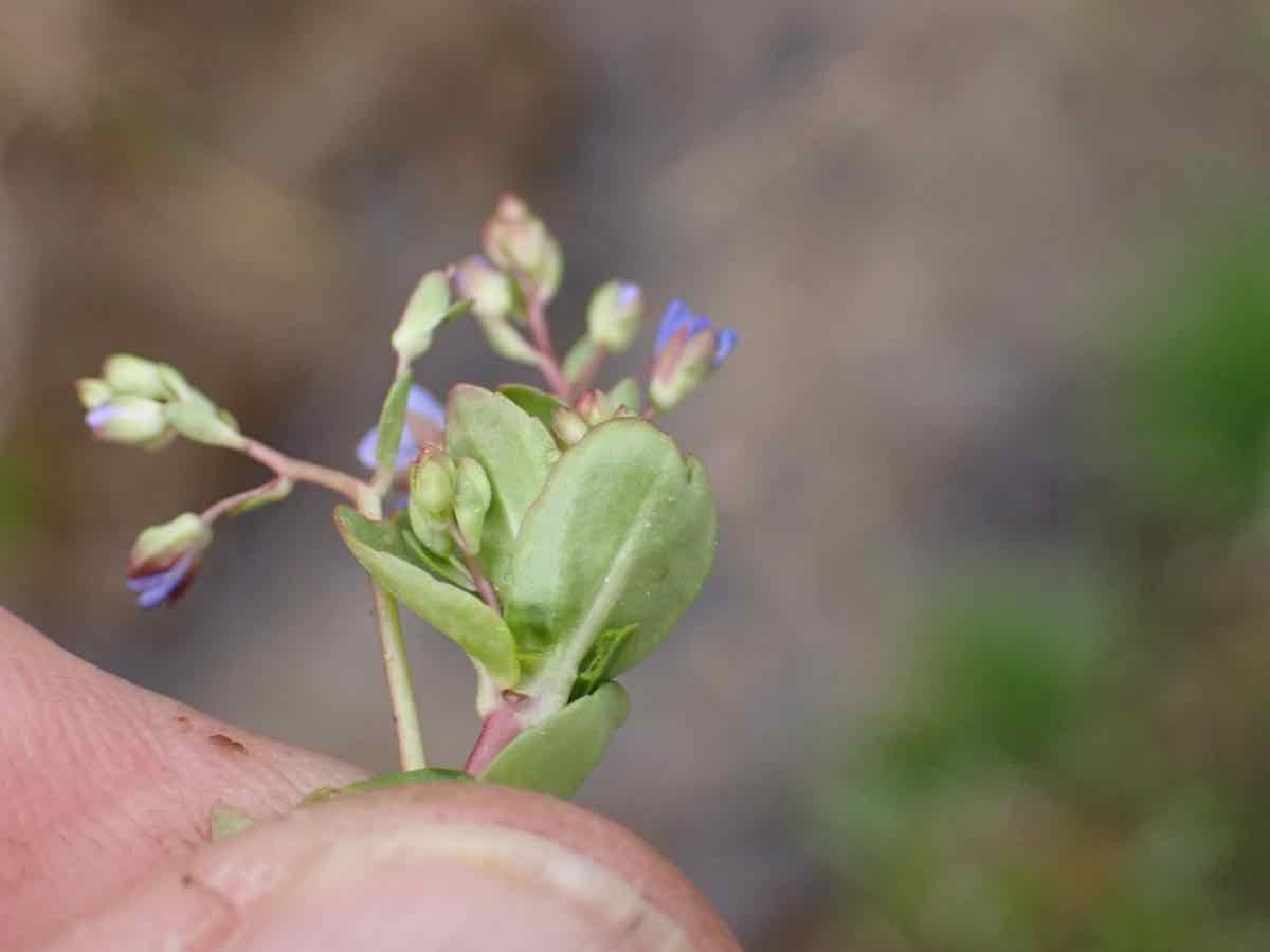 Veronica americana