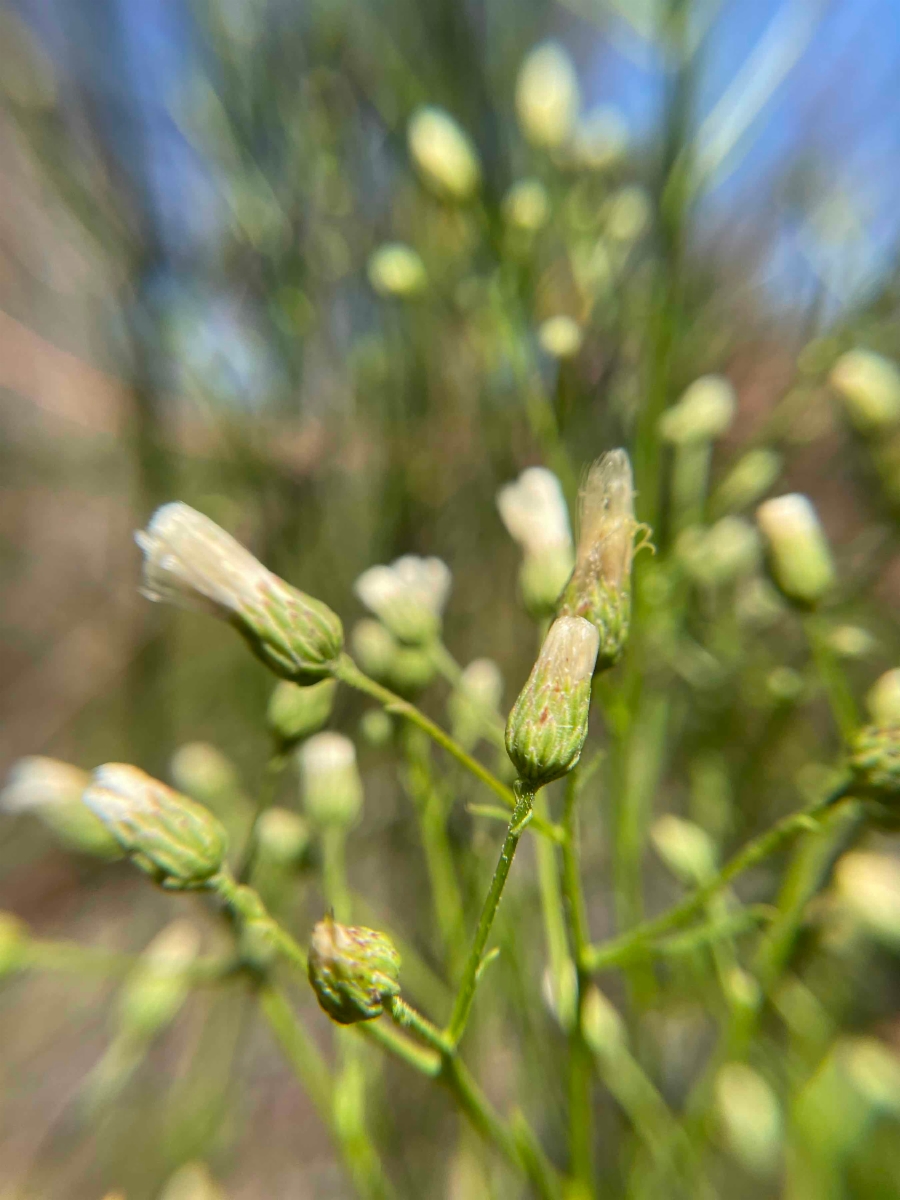 Baccharis vanessae