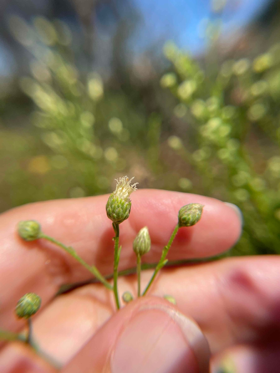 Baccharis vanessae