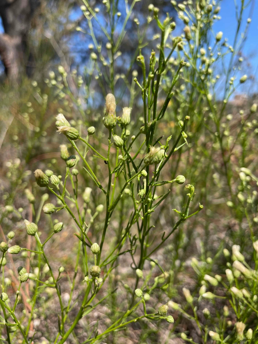 Baccharis vanessae