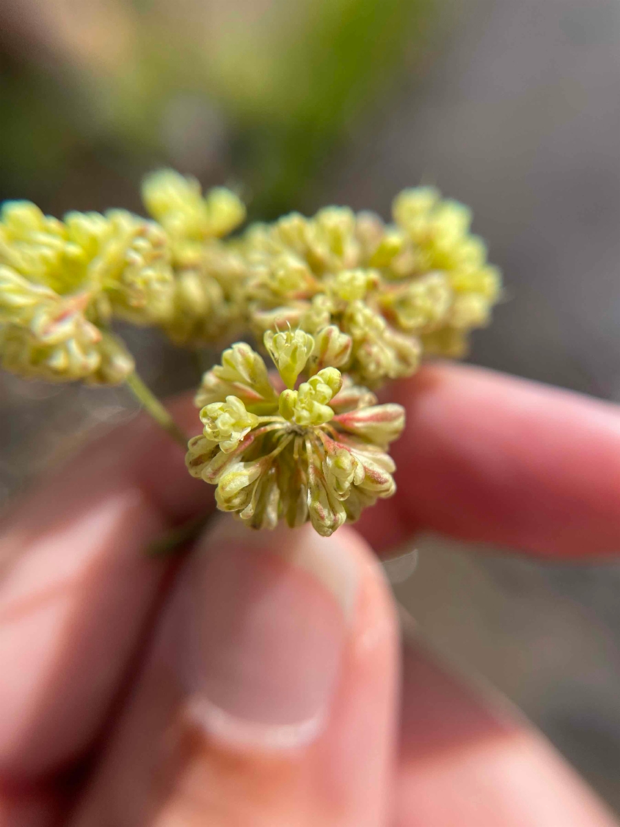 Eriogonum umbellatum var. dichrocephalum