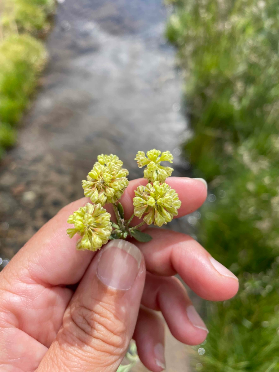 Eriogonum umbellatum var. dichrocephalum