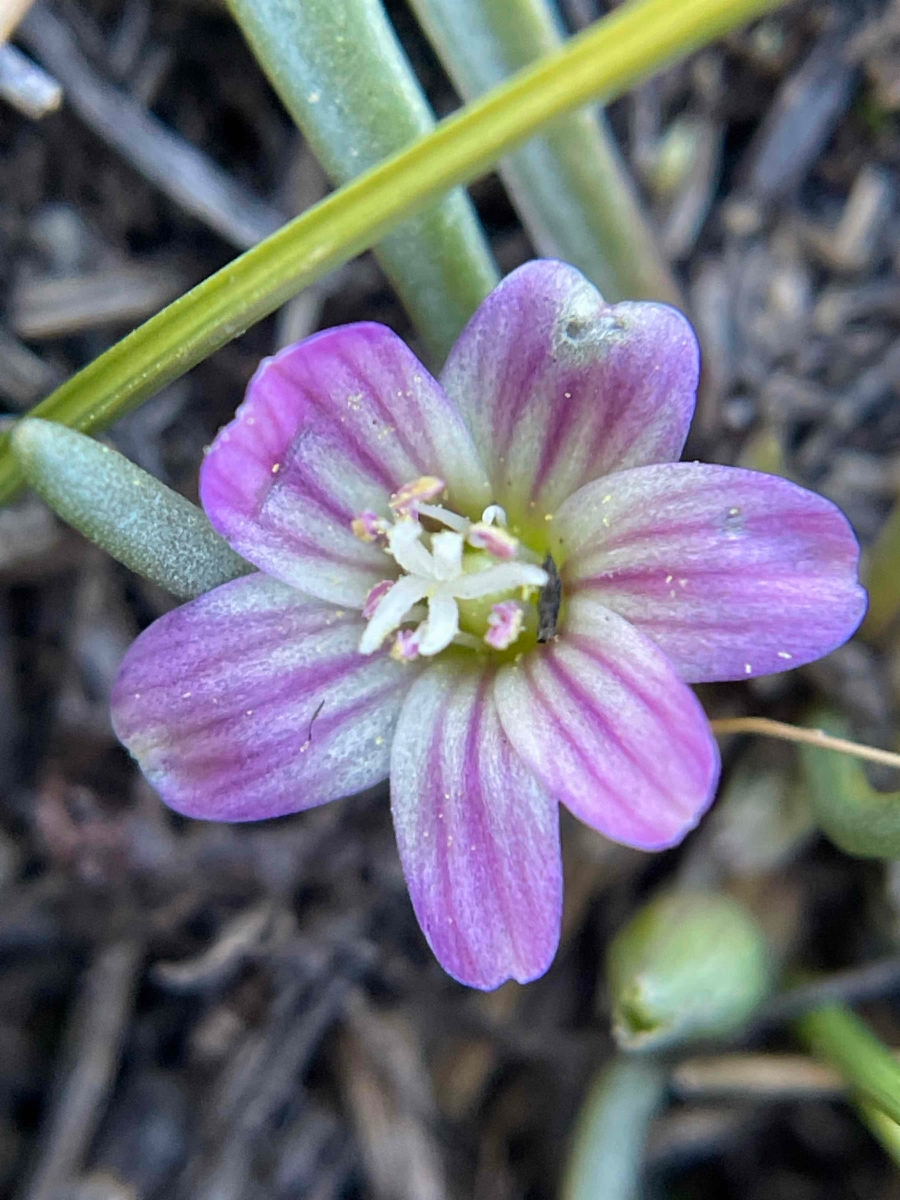 Lewisia glandulosa