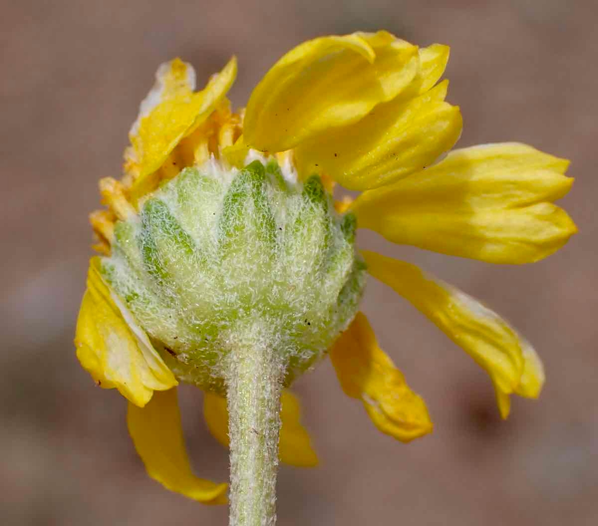 Hymenoxys cooperi