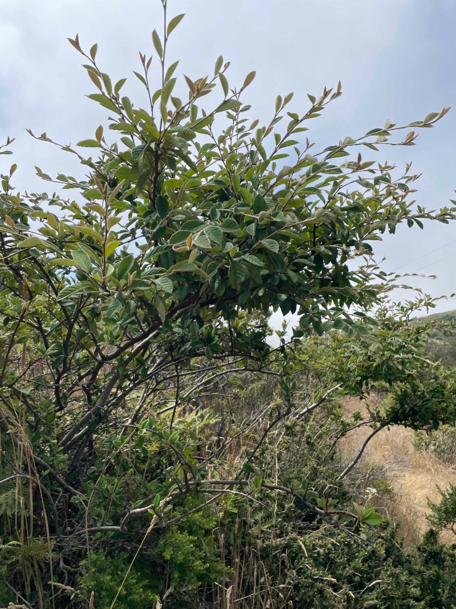 Cotoneaster franchetii