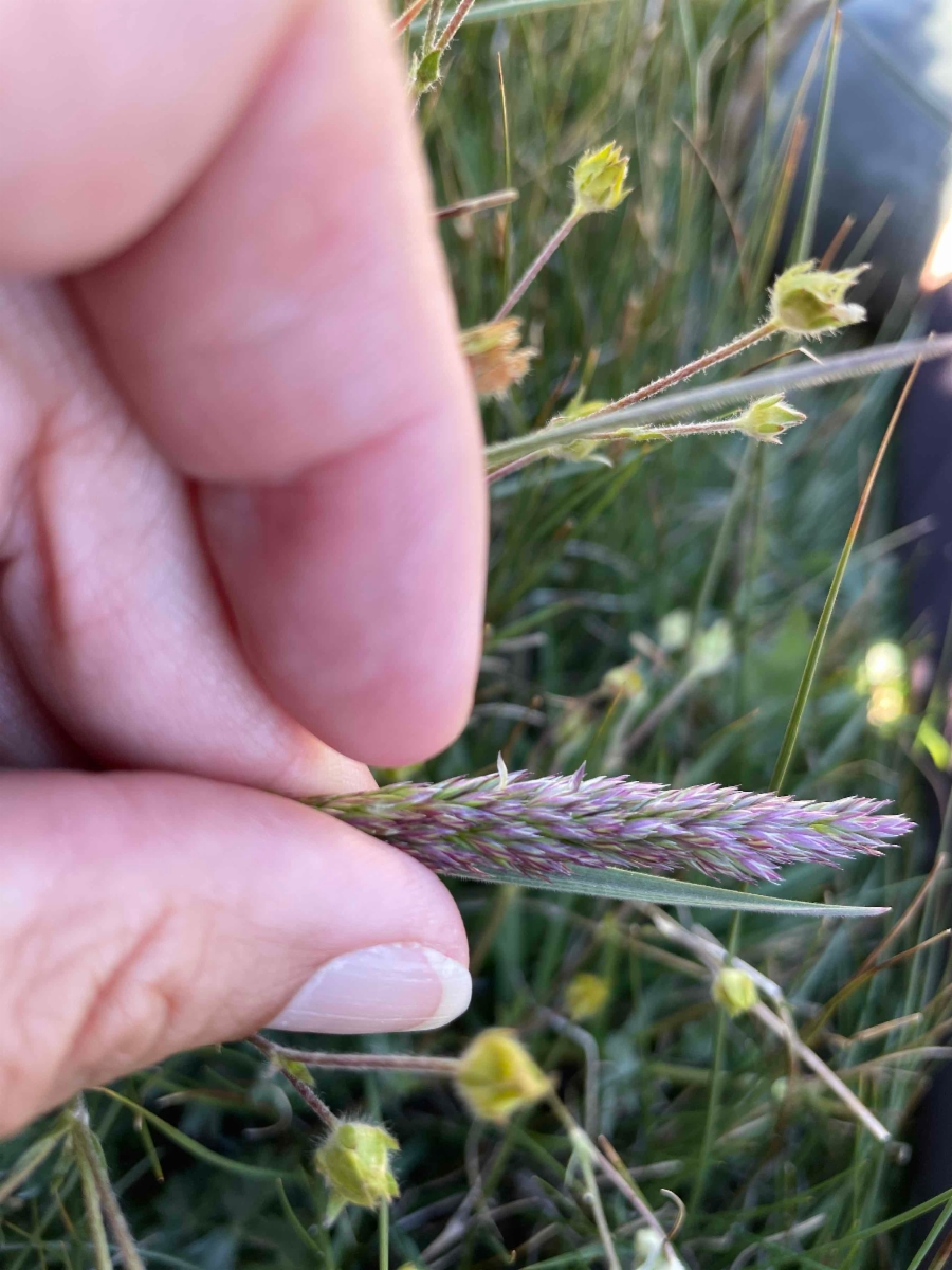 Trisetum spicatum