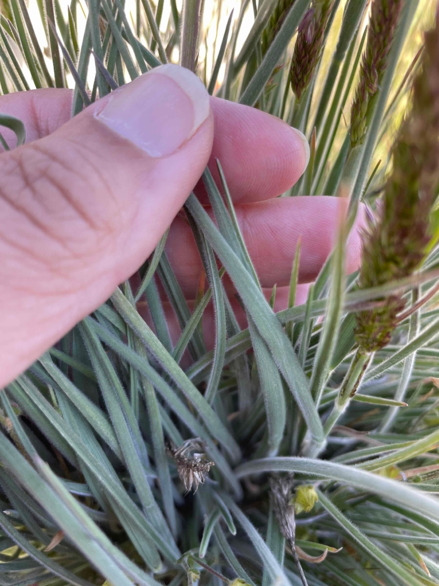 Trisetum spicatum