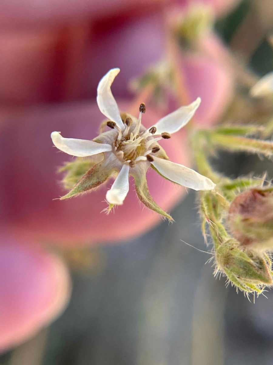 Horkelia hispidula