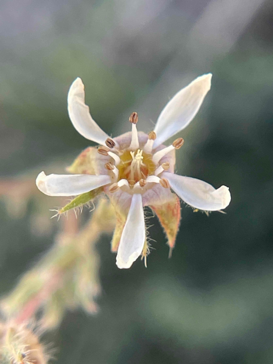 Horkelia hispidula