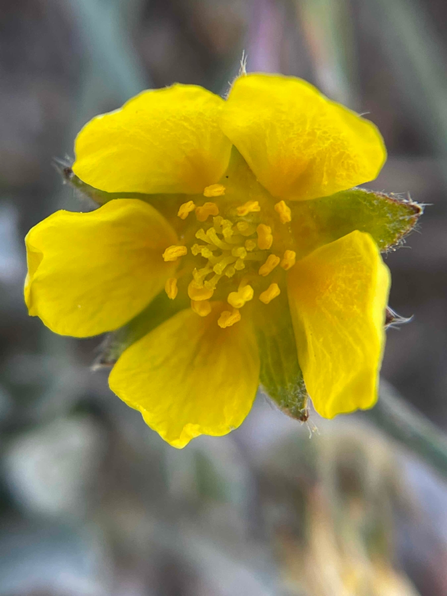 Potentilla morefieldii