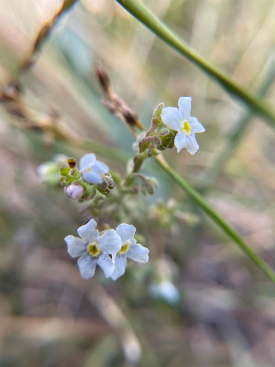 Hackelia brevicula