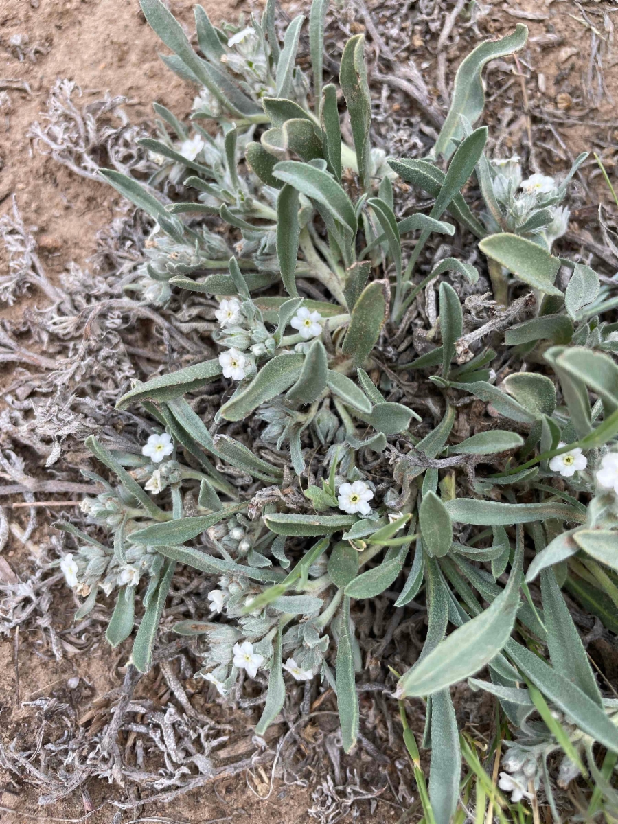 Oreocarya abortiva