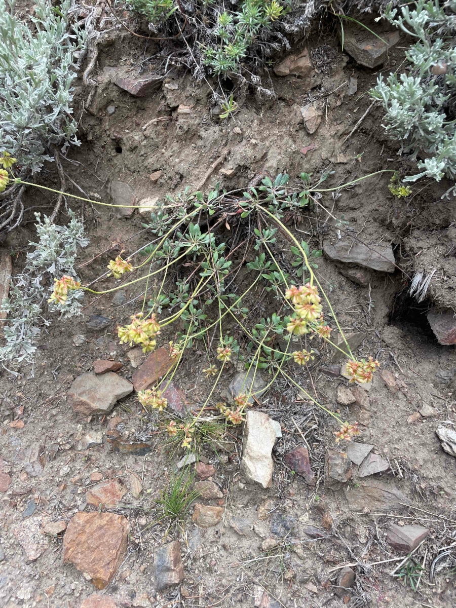 Eriogonum umbellatum var. dichrocephalum