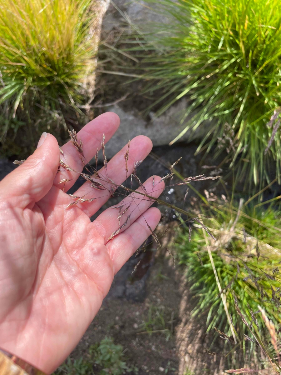 Deschampsia cespitosa ssp. cespitosa