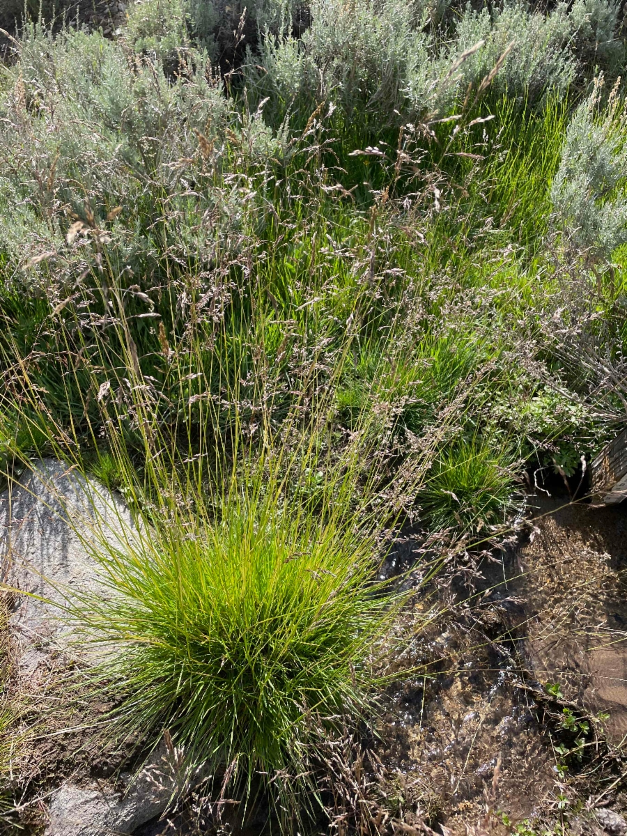 Deschampsia cespitosa ssp. cespitosa