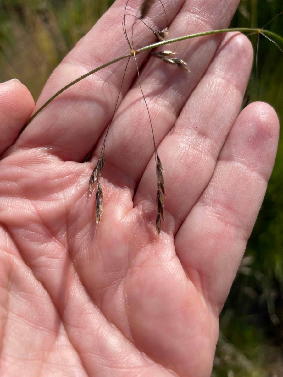 Deschampsia cespitosa ssp. cespitosa