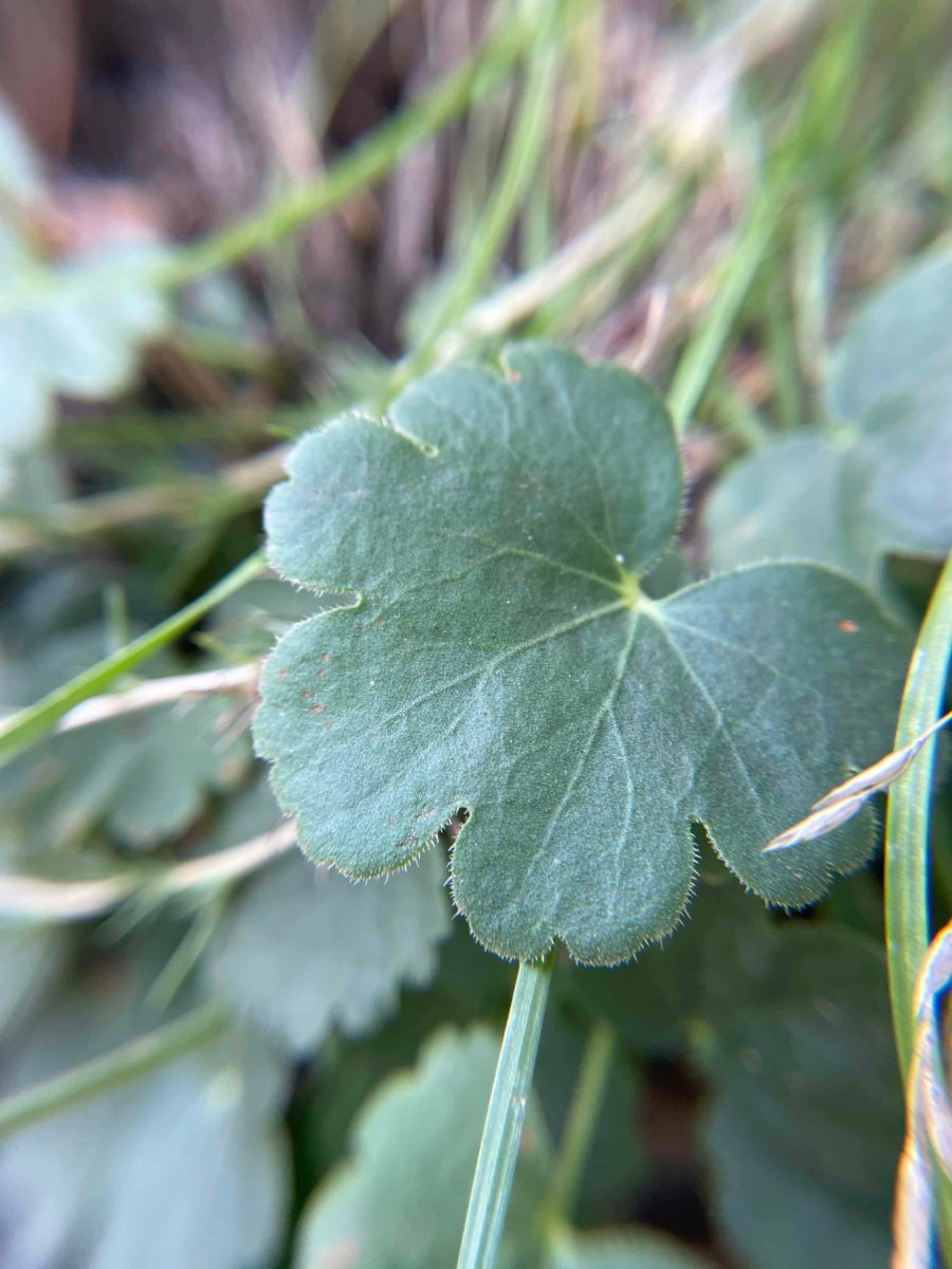 Heuchera parvifolia