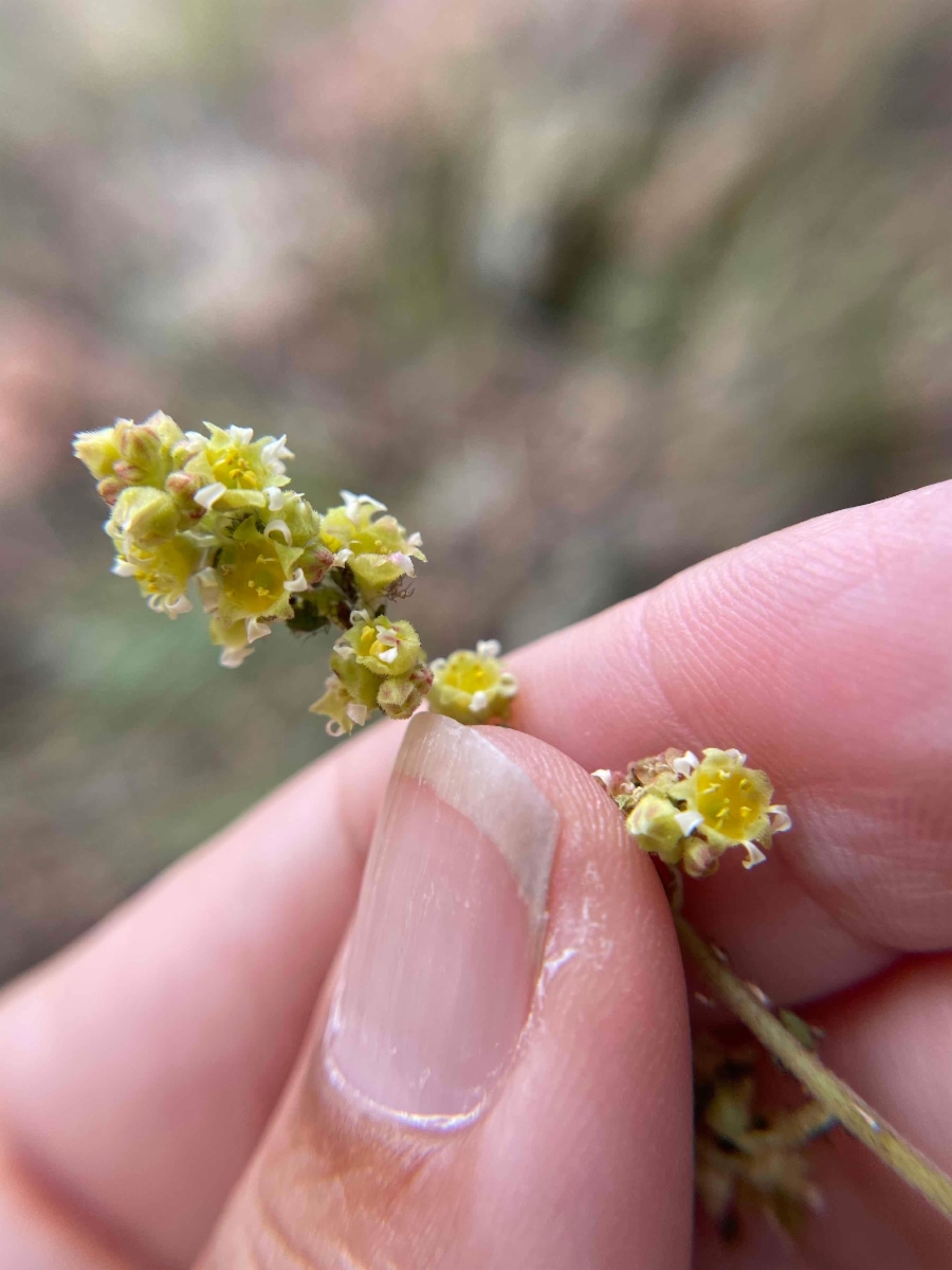 Heuchera parvifolia