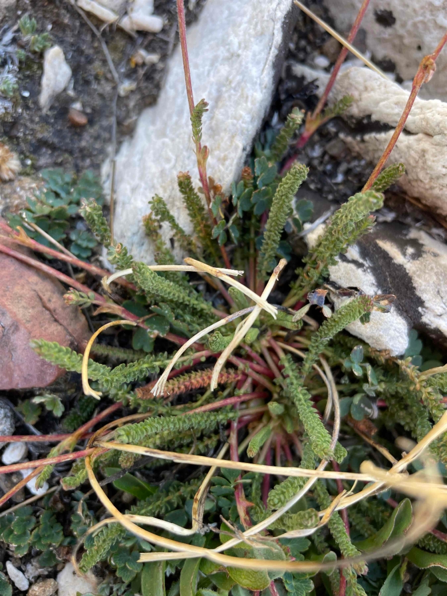 Ivesia lycopodioides var. scandularis