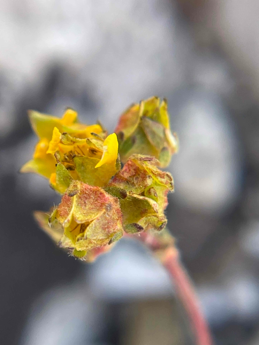 Ivesia lycopodioides var. scandularis