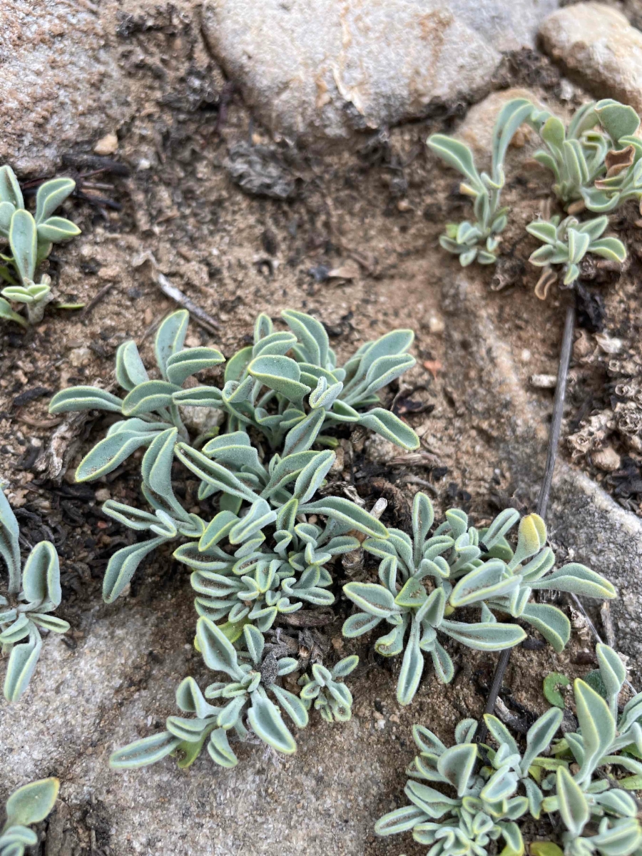 Penstemon scapoides