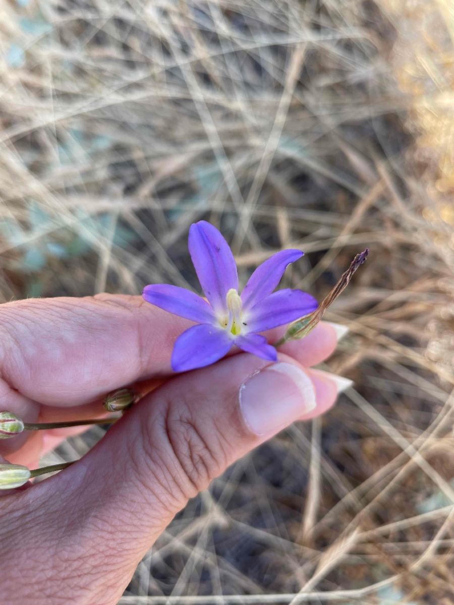 Brodiaea orcuttii