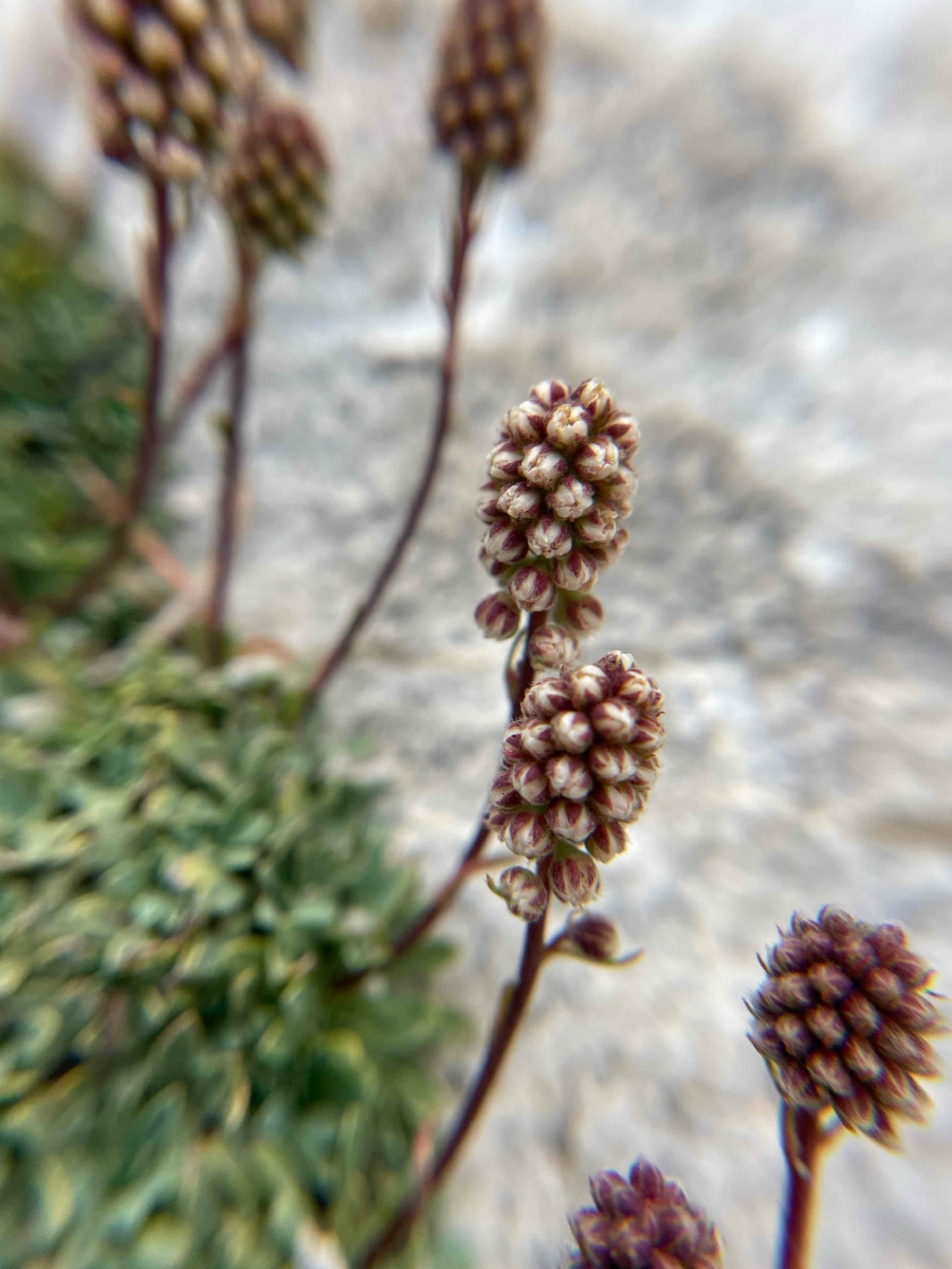 Petrophytum caespitosum ssp. caespitosum