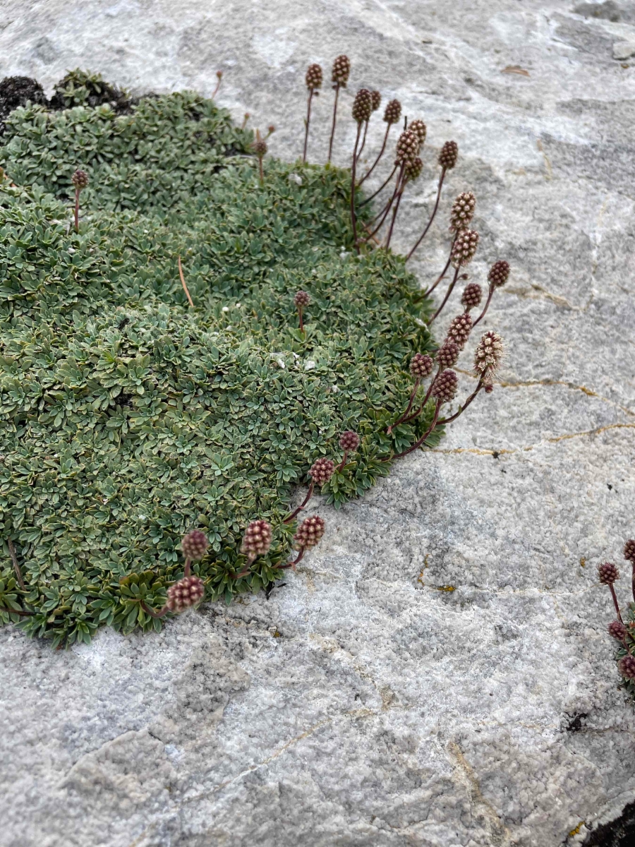 Petrophytum caespitosum ssp. caespitosum