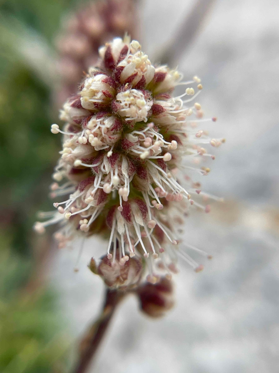 Petrophytum caespitosum ssp. caespitosum