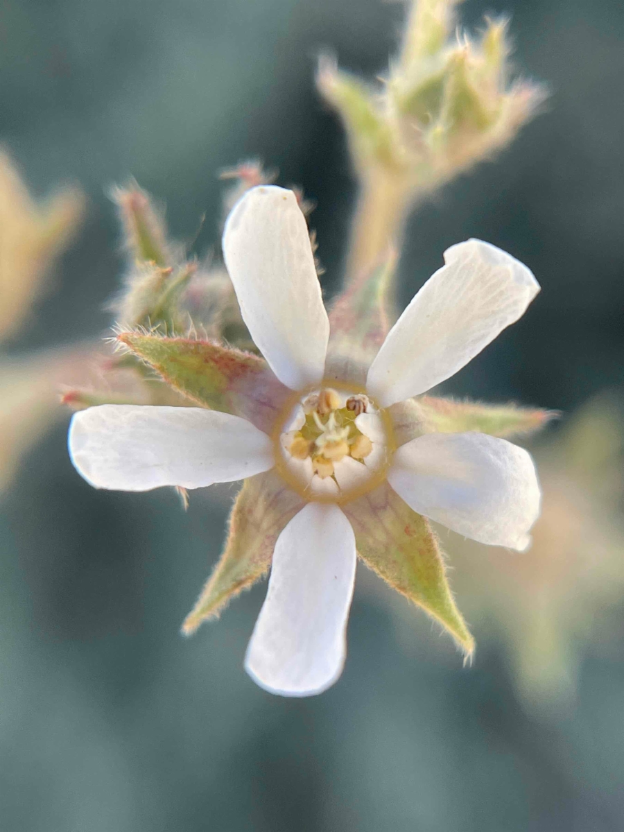 Horkelia hispidula