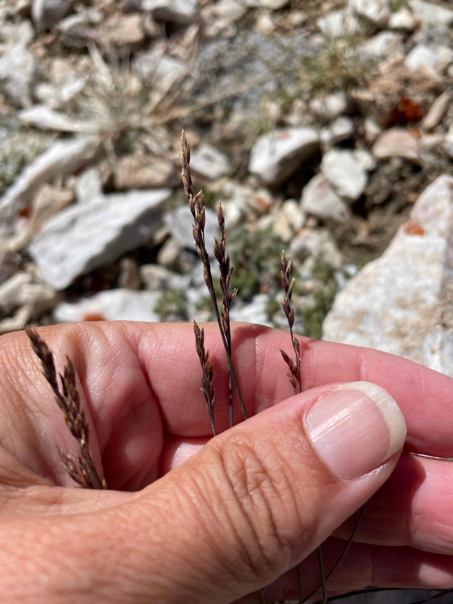 Poa glauca ssp. rupicola