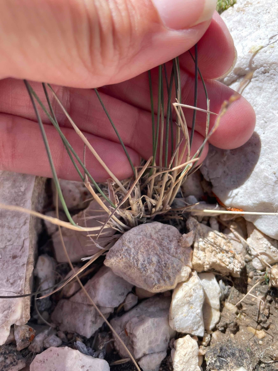 Poa glauca ssp. rupicola