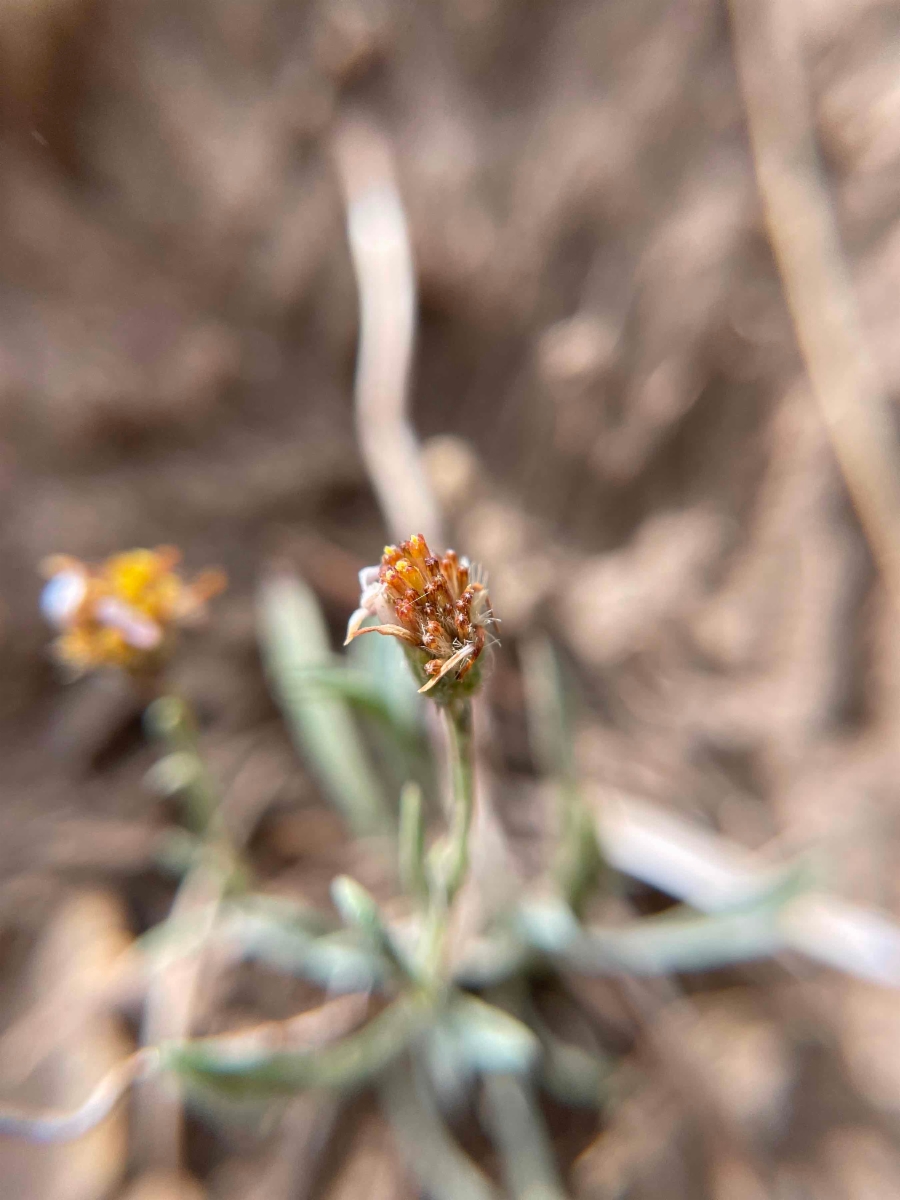 Erigeron tener