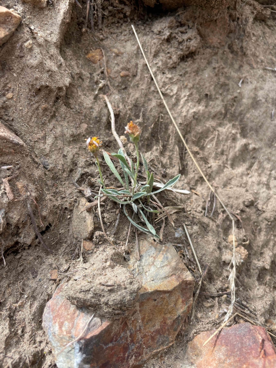 Erigeron tener