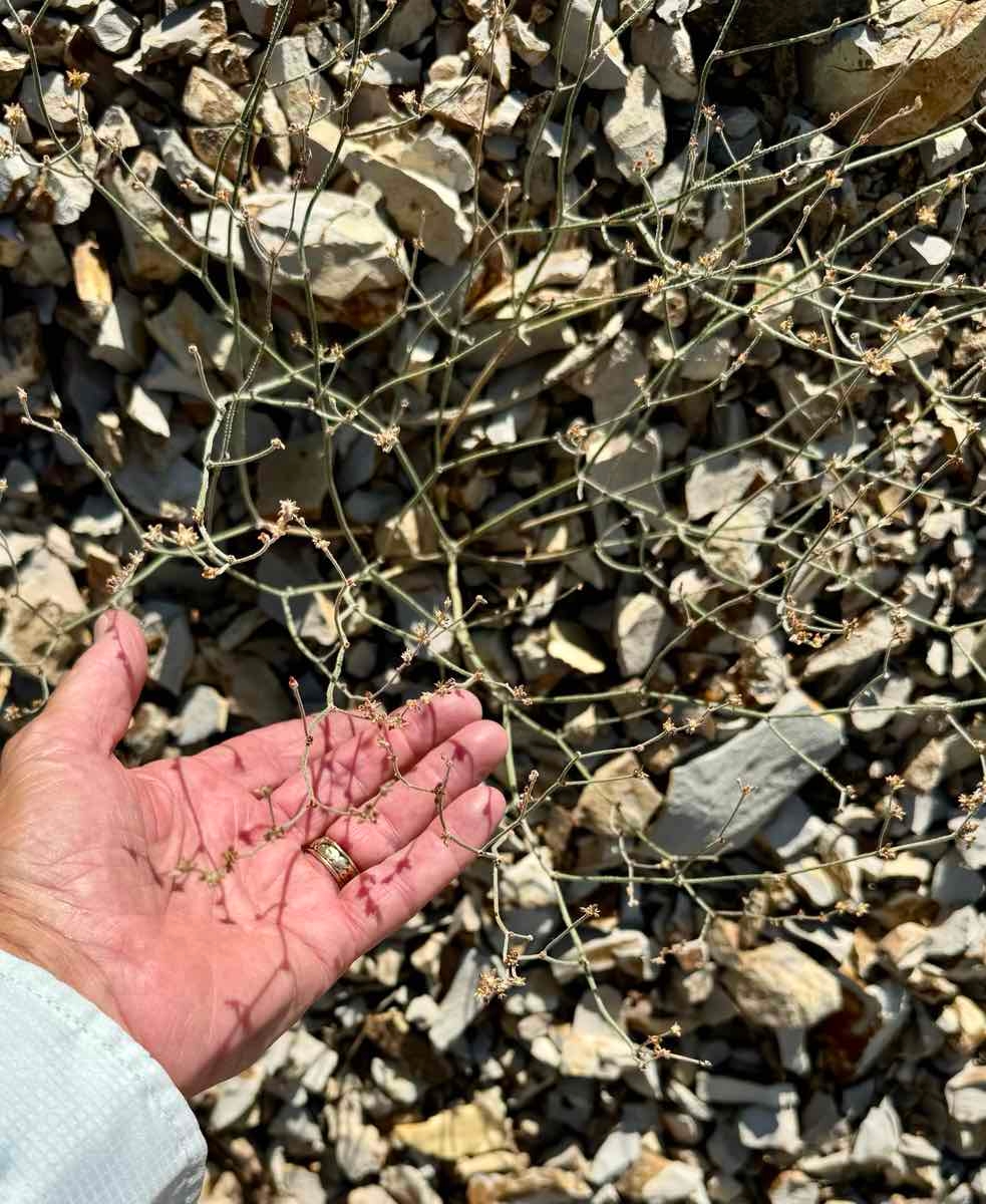 Eriogonum eastwoodianum