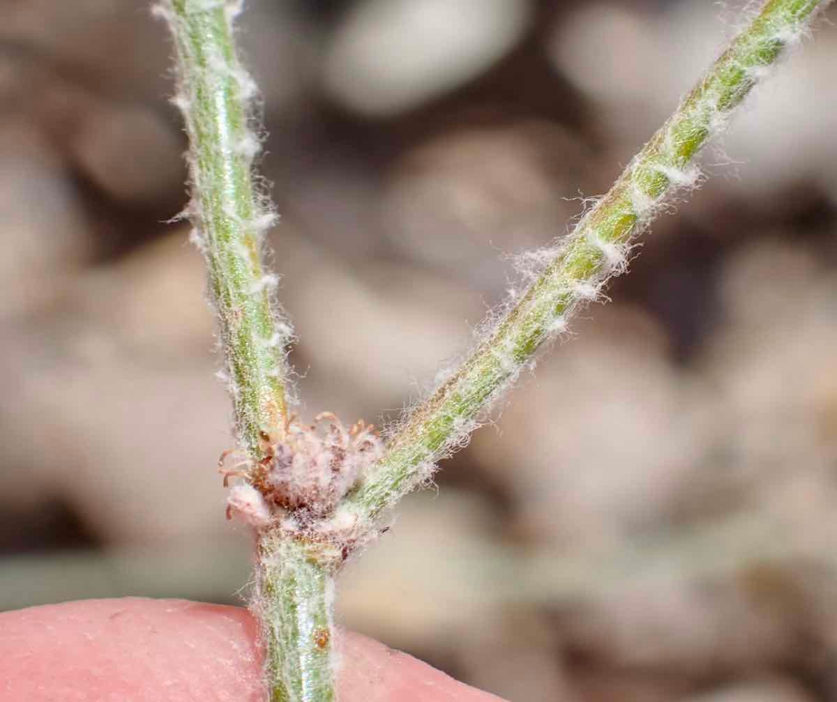 Eriogonum eastwoodianum