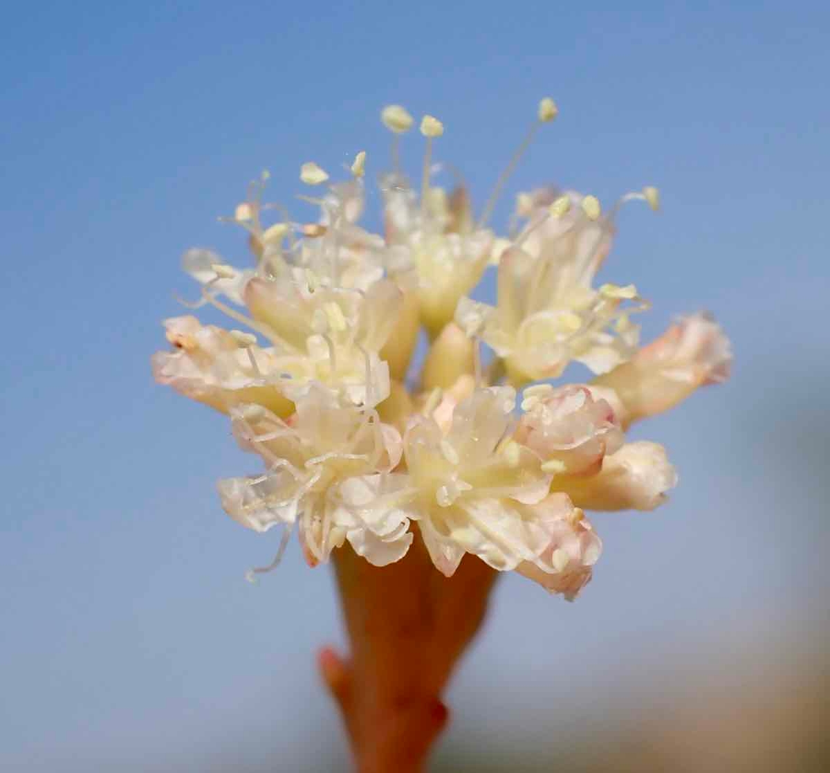 Eriogonum nudum var. indictum